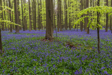 Blue Bell Forest, a carpet of blue bell flowers in a forest setting