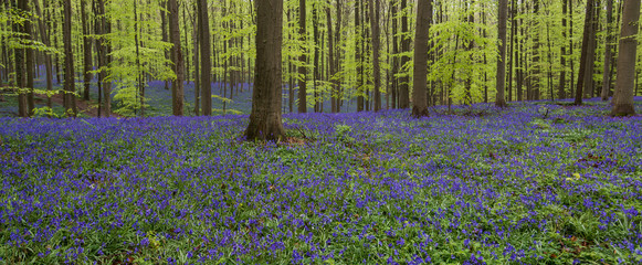 Blue Bell Forest, a carpet of blue bell flowers in a forest setting