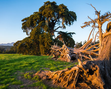 Fiscalini Ranch Preserve in Cambria California scenes