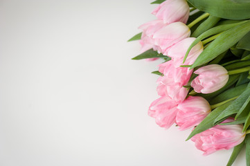 Bouquet of pink tulips on a white background. Holiday card. Soft focus, copy space. Spring concept.