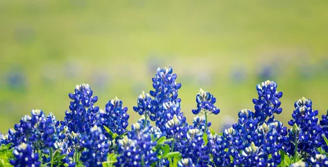 Tableaux ronds sur aluminium brossé Printemps Texas Bluebonnet (Lupinus texensis) flowers blooming in springtime. Selective focus.