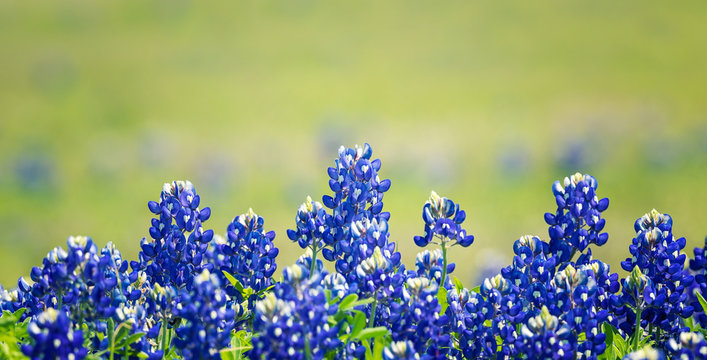 Texas Bluebonnet (Lupinus texensis) flowers blooming in springtime. Selective focus.
