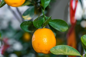 Fresh Mandarin Oranges fruit with leaves on Mandarin tree