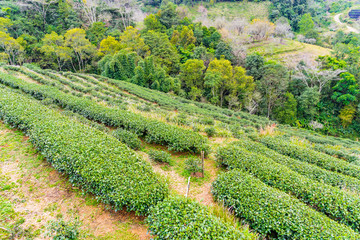 Green tea plantation farm landscape hill cultivation