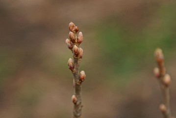 thin branch with fresh buds in the garden