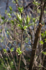 blossom branch of lilac on spring