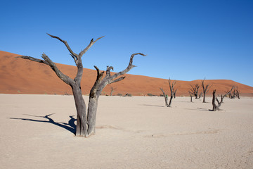 Fototapeta na wymiar Deadvlei, Sossusvlei Namibia