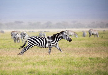 Fototapeta na wymiar Laufendes Zebra in Kenia Amboseli