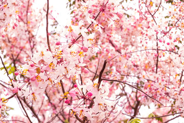 Pink flowers is blooming in the white sky, cherry blossom