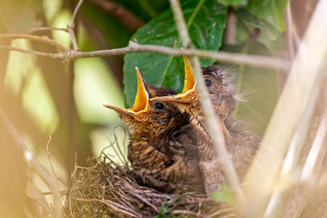 Pair of hungry baby blackbirds in the nest