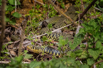 Close up of Western Whip Snake