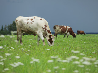  three cows, mottled and brown, eating grass on a green field, meadow on a blurry background of dark, grey, dull sky before thunderstorm with blurry foreground, with copyspace.