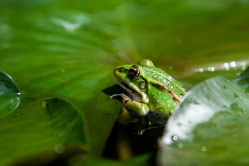 toad on a green leaf