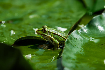 toad on a green leaf