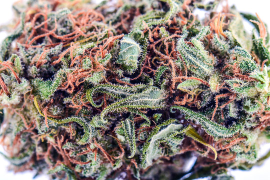 Fototapeta big bud cannabis drug, close-up, medical marijuana, weed high resolution