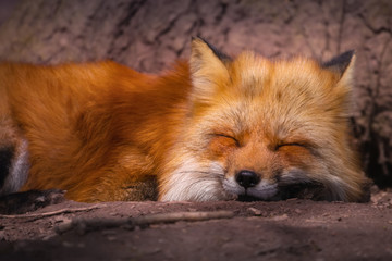 Schlafender Europäischer Rotfuchs