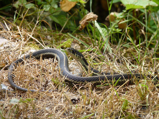 Garter Snake, Inland Lake, British Columbia, Canada