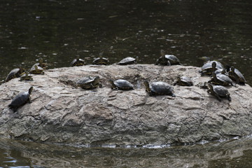 Water turtles