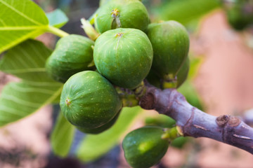 unripe figs on branch in Sicily