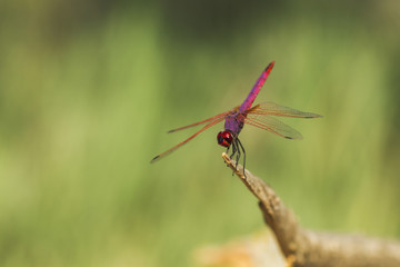 beautiful red dragonfly against green natural blurred background