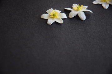 Fototapeta na wymiar wood anemone on dark background
