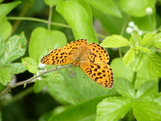 Obraz premium Marbled Fritillary butterfly, Cantabria, Spain