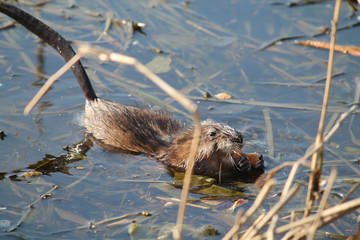 Muskrat (Ondatra zibethicus) with food in water
