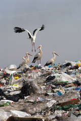 Group Ciconia ciconia in landfill
