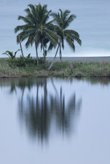 Plakat Coconut palm tree, Costa Rica