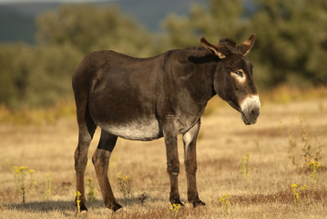 Fototapeta premium EQUUS ASINUS, DONKEY