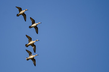 Four Gadwall Flying in a Blue Sky