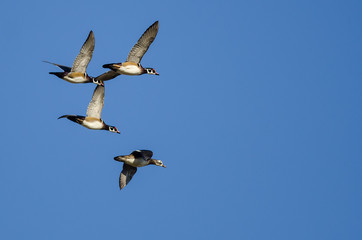 Four Wood Ducks Flying in a Blue Sky