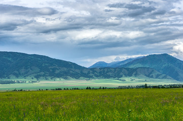Blooming field and green mountains under a stormy sky. Different colors of flowers and herbs shimmer in the sun. Mountain Altai in the summer.