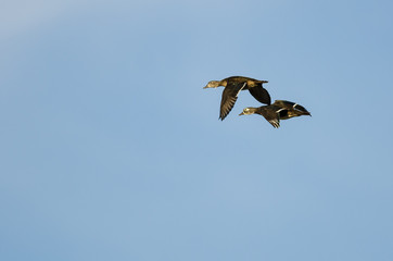 Two Wood Ducks Flying in a Blue Sky