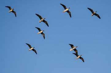 Flock of Greater White-Fronted Geese Flying in a Blue Sky