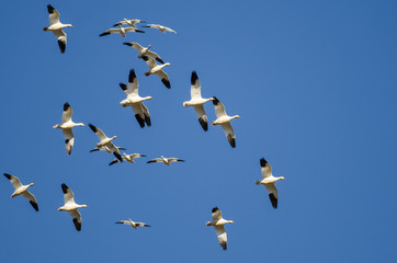 Flock of Snow Geese Flying in a Blue Sky
