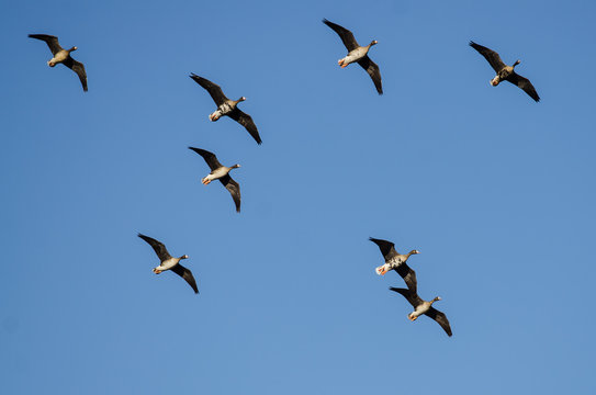 Flock of Greater White-Fronted Geese Flying in a Blue Sky