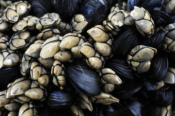 pollicipies cornucopiae and Mytilus galloprovincialis