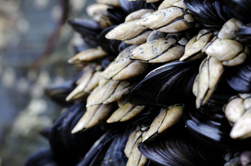 pollicipies cornucopiae and Mytilus galloprovincialis