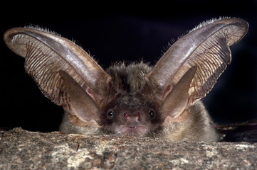 FACE, Plecotus Austriacus