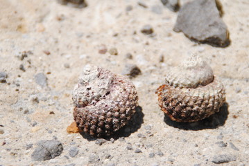 coquillage