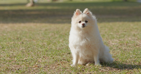 Pomeranian sitting on green lawn in the park