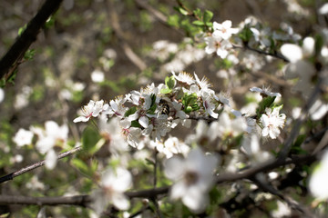 Blossom tree over nature background/ Spring flowers/Spring Background