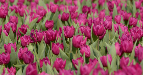 Beautiful purple tulip field