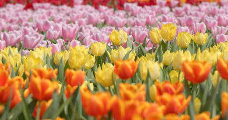 Spring tulips flower farm