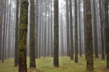Forest, Teneriffe