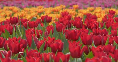 Colorful Tulip flower farm