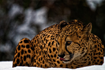 Cheetah in the snow.