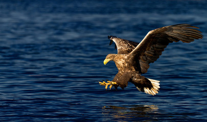 White-tailed eagle
