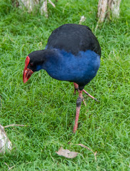 Purple Swamphen